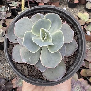 E. GIBB. SAHARA POTE 9