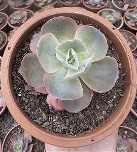 E. GIBB. SAHARA POTE 9