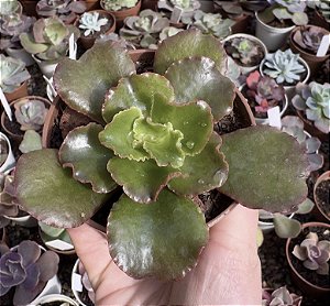 E. GIBB. AMPI POTE 9 POUCA RAIZ