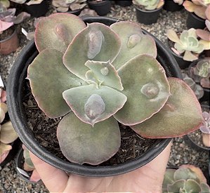 E. GIBB. BOTON POTE 9