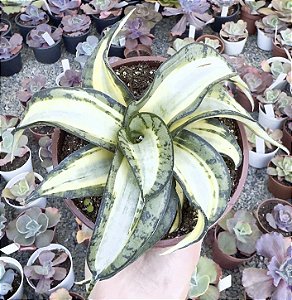 ESPADINHA TWISTER VAR. POTE 13