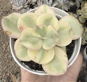 E. SUYON VAR. POTE 9