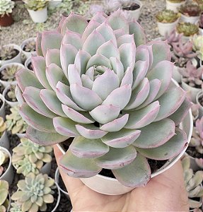 E. BOEIL ROSE POTE 9