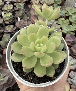 E. CARAMELO POTE 9