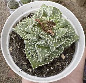 FALCARIA COLÔNIA POTE 9