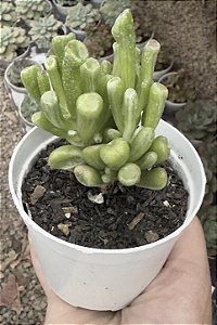 C. OVATA GOLLUM WHITE VAR. POTE 9
