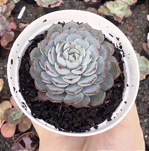 E. MINIMA X SIERRA POTE 9