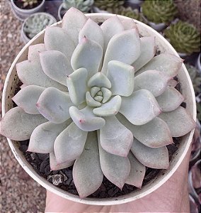 E. VIOLET MAGIC POTE 9