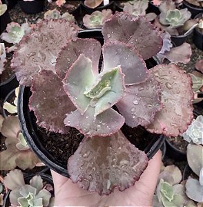 E. GIBB. ALONSA POTE 11