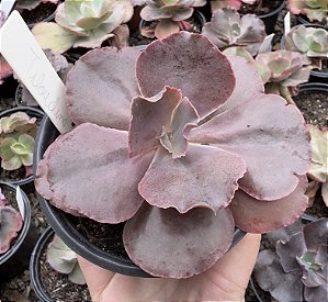 E. GIBB. TIBOUCHINA POTE 9