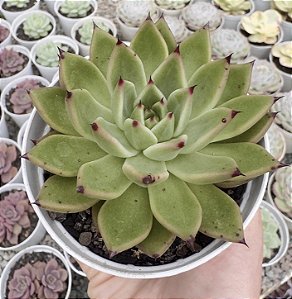 E. EBONY X CUSPIDATA POTE 9