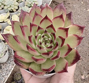 E. RED BLOOD POTE 9