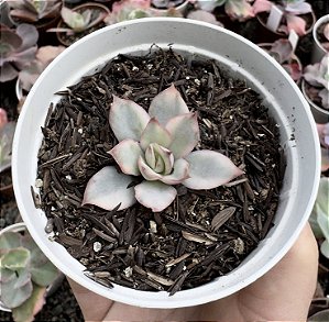 E. MOON GOODNESS VAR. POTE 9(pequena/sem raiz)