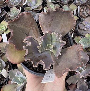 E. GIBB. RED DRAGON (IMPORTADA) POTE 11 POUCA RAIZ