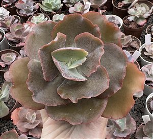 E. GIBB. RAINBOW (IMPORTADA) POTE 9