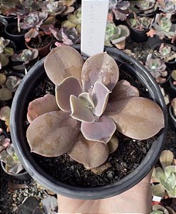 E. GIBB. PURPLE BMW (IMPORTADA) POTE 11