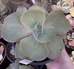 E. GIBB. BLUSH POTE 15