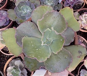E. GIBB. BLUSH POTE 13 pouca raiz