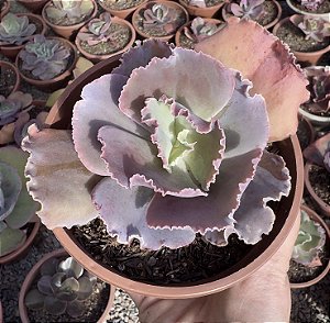 E. GIBB. RADORE POTE 13