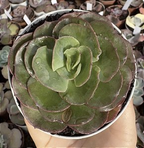 E. GIBB. LIZ POTE 9 POUCA RAIZ