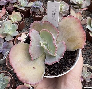 E. GIBB. PETTICOAT POTE 9