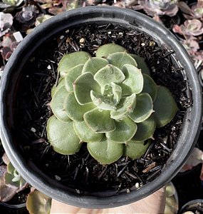 E. JOAN DANIEL POTE 9