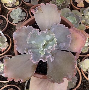E. GIBB. KILAUEA CUIA 13