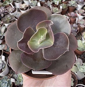 E. GIBB. RAINBOW POTE 9
