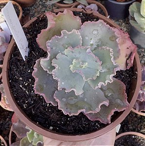 E. GIBB. MARJORIE POGUE (CARÚNCULAS) POTE 9