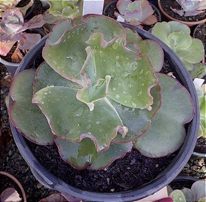 E. GIBB. PHOENIX (CARÚNCULAS) POTE 15 POUCA RAIZ