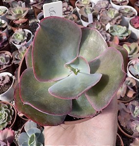 E. GIBB. ETNA (CARÚNCULAS) POTE 9
