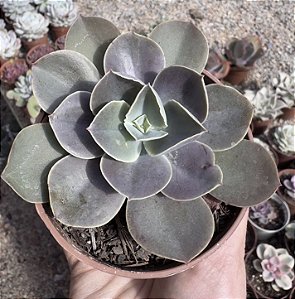 E. GIBB. HB. ASIÁTICA POTE 9