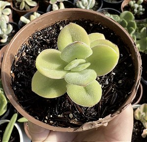 C. ARGYROPHYLLA VAR. SWAZIENSIS POTE 9