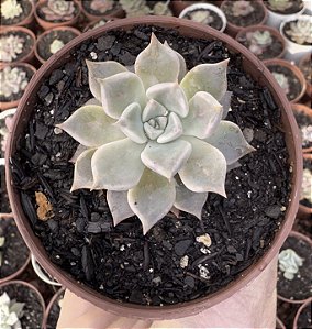 E. SCARLET POTE 9