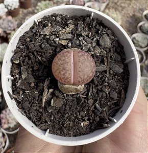 LITHOPS 1 POTE 6