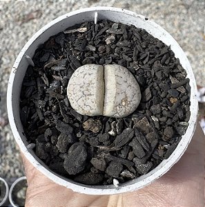 LITHOPS 5 POTE 6