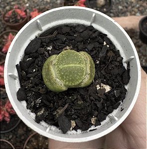 LITHOPS 4 POTE 6
