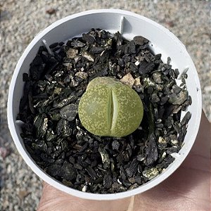 LITHOPS 7 POTE 6