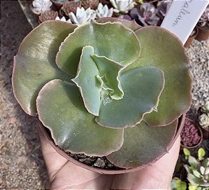 E. GIBB. CORRALLIUM POTE 9
