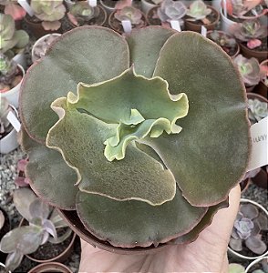 E. GIBB. CORRALLIUM POTE 9