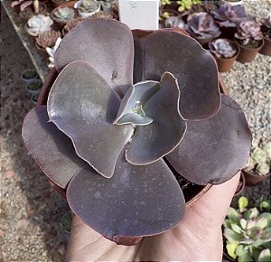 E. GIBB. BLACK ROSE POTE 9