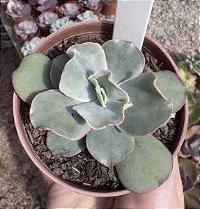 E. GIBB. HEPHAESTUS POTE 9
