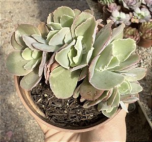 E. GIBB. CURLS CRISTATA POTE 9