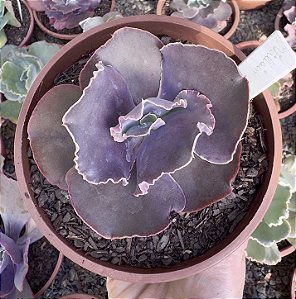 E. GIBB. VILLAIN (CARÚNCULAS) POTE 11