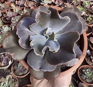 E. GIBB. VISTA (CARÚNCULAS) CUIA 13
