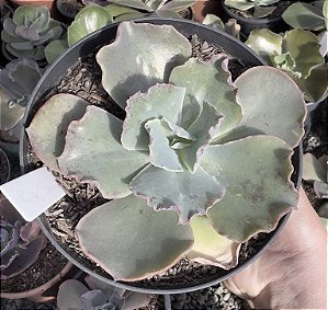 E. GIBB. PINK TOURMATINE POTE 9