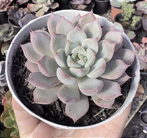 E. PRISCILA POTE 9