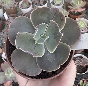 E. GIBB. CARSON (CARÚNCULAS) POTE 9