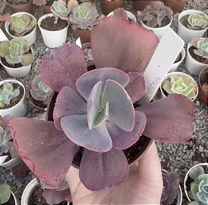 E. GIBB. MAUNA POTE 9