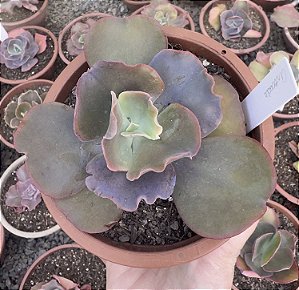 E. GIBB. AVOCADO POTE 13